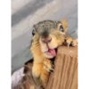 squirrels 9
