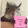 squirrels 10