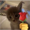 sending love 12