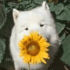 🌻 Flores amarillas 💐y perros 🐕 10