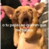 o tu papas no quieren que me hables