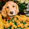 🌻 Flores amarillas 💐y perros 🐕 11