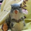 squirrels 11