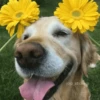 🌻 Flores amarillas 💐y perros 🐕 12