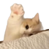 Memes - gatos bebes 🐱💕😂 9