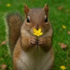 squirrels 12