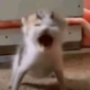 Gatitos Memes😺✨💕11 5