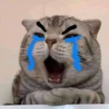Singularity-cat 12