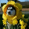 🌻 Flores amarillas 💐y perros 🐕 13