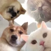 Singularity-cat 13
