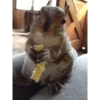 squirrels 13
