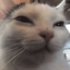 Gatitos Memes😺✨💕11 7