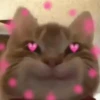 Gatos con amor 3❣️✨ 12
