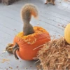 squirrels 14