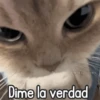 🌈🐈 Gatos MOOD 🥭🎡🏖️ 5