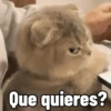 Que quieres?