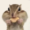 squirrels 15