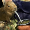 capivara | capibara 8