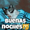 CAT BUENAS noches