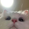 Singularity-cat 15