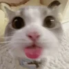 🌈🐈 Gatos MOOD 🥭🎡🏖️ 7