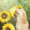 🌻 Flores amarillas 💐y perros 🐕 14