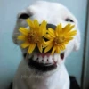 🌻 Flores amarillas 💐y perros 🐕 15