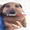 o estas molesta