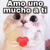 Amo uno mucho a ti geys of