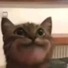 Singularity-cat 16