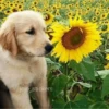 🌻 Flores amarillas 💐y perros 🐕 16