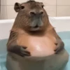 capivara | capibara 10