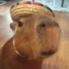 capivara | capibara 11