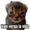 Memes - gatos bebes 🐱💕😂 15