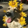 🌻 Flores amarillas 💐y perros 🐕 17