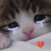 🌈🐈 Gatos MOOD 🥭🎡🏖️ 9