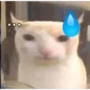 Singularity-cat 18