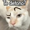 🌈🐈 Gatos MOOD 🥭🎡🏖️ 10