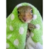 squirrels 18