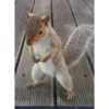 squirrels 19