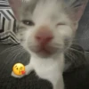 Gatitos Memes😺✨💕11 10