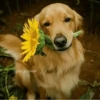 🌻 Flores amarillas 💐y perros 🐕 19
