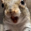 squirrels 20