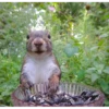 squirrels 21