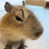 capivara | capibara 14