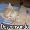 🌈🐈 Gatos MOOD 🥭🎡🏖️ 11