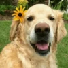 🌻 Flores amarillas 💐y perros 🐕 20