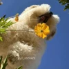 🌻 Flores amarillas 💐y perros 🐕 21