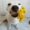 🌻 Flores amarillas 💐y perros 🐕 22