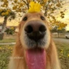 🌻 Flores amarillas 💐y perros 🐕 23